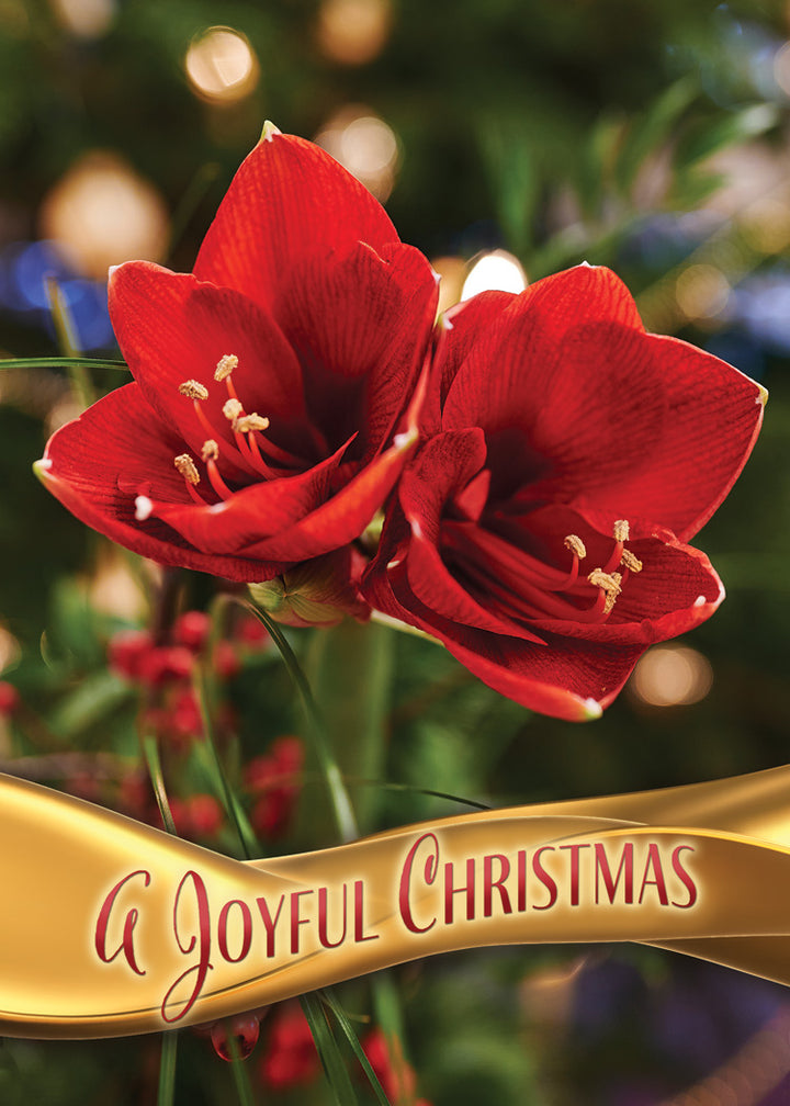 A Christmas Prayer Assorted Boxed Cards