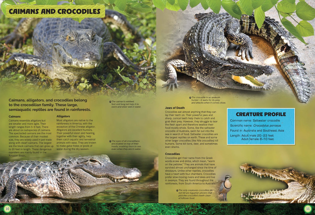 Let's Explore Amazing Animals - Re-vived