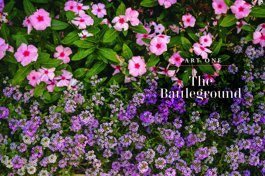 Blooms After Winter - Re-vived