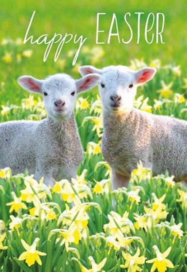 Easter Cards: Happy Easter (Sheep) (Pack of 5)