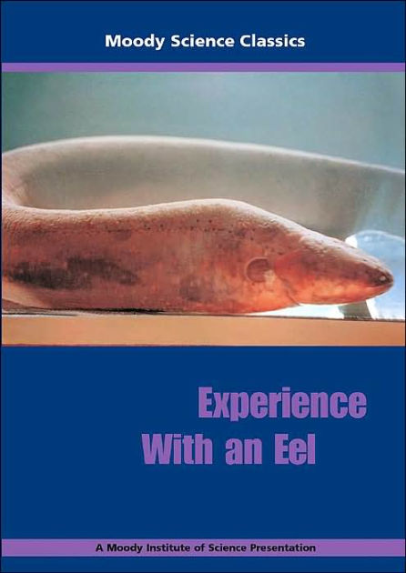 Experience With An Eel