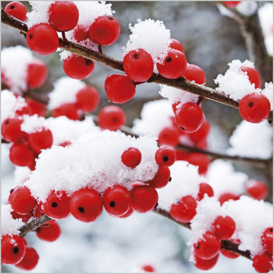 Christmas Cards: Red Berries & Snow (Pack of 4) - Re-vived