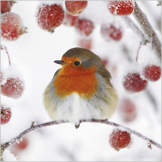 Christmas Cards: Robin & Red Berries (Pack of 4)