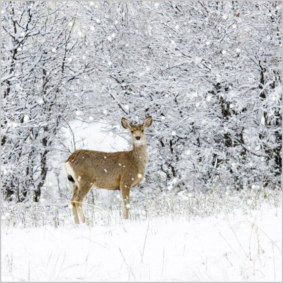 Christmas Cards: Deer In Snowy Wood (Pack of 4) - Re-vived