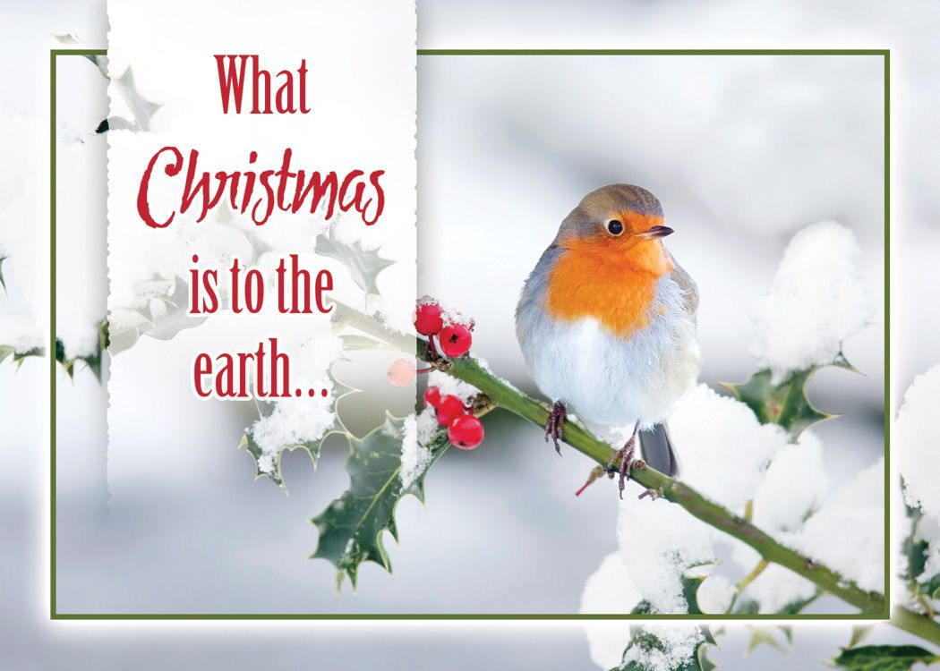 Christmas Birds Boxed Christmas Cards (Box of 12) - Re-vived