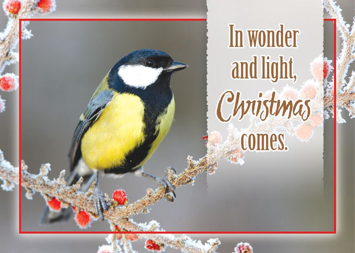 Christmas Birds Boxed Christmas Cards (Box of 12) - Re-vived