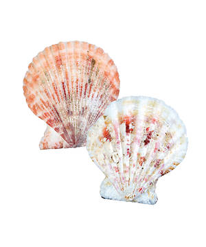 Scalloped Seashells - Re-vived
